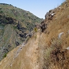 Plants: image 29 Of 115 Thumb